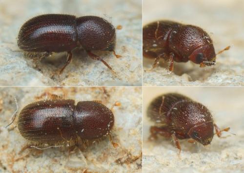 Coccotrypes dactyliperda